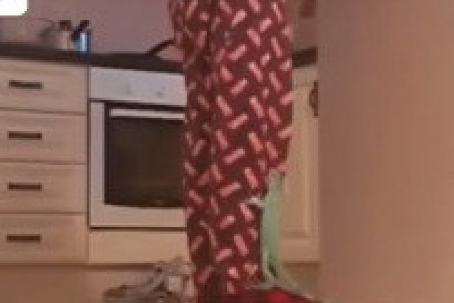 BIO JE LJUBIMAC OD TEK NEKOLIKO CENTIMETARA, A ONDA SE PRETVORIO U ČUDOVIŠTE: Ljudi kada mu dođu u kuću prestrave se i odmah beže! (VIDEO)