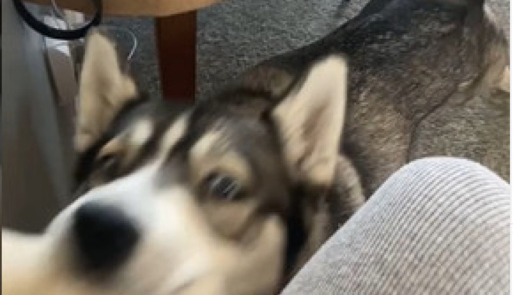 DONELI SU BEBU IZ PORODILIŠTA I PRINELI JE PSU: Ono što je ogromni haski uradio izaziva jezu, to niko nije očekivao! (FOTO/VIDEO)