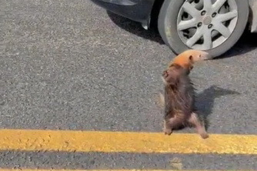 ŠOK NA MAGISTRALNOM PUTU, VOZAČI ZANEMELI KAD SU UGLEDALI ŠTA STOJI  NA LINIJI: Nisu mogli dalje, samo su zaustavili vozila, kao da je neko mitsko biće! (VIDEO)