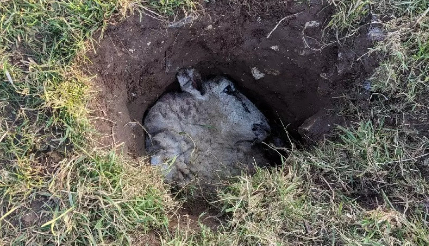 ŠETAO JE LIVADOM I NAIŠAO NA RUPU, preskočio ju je, a onda je usledio šok: Iz nje ga je nešto gledalo, vrisnuo je od zaprepašćenja! (FOTO)