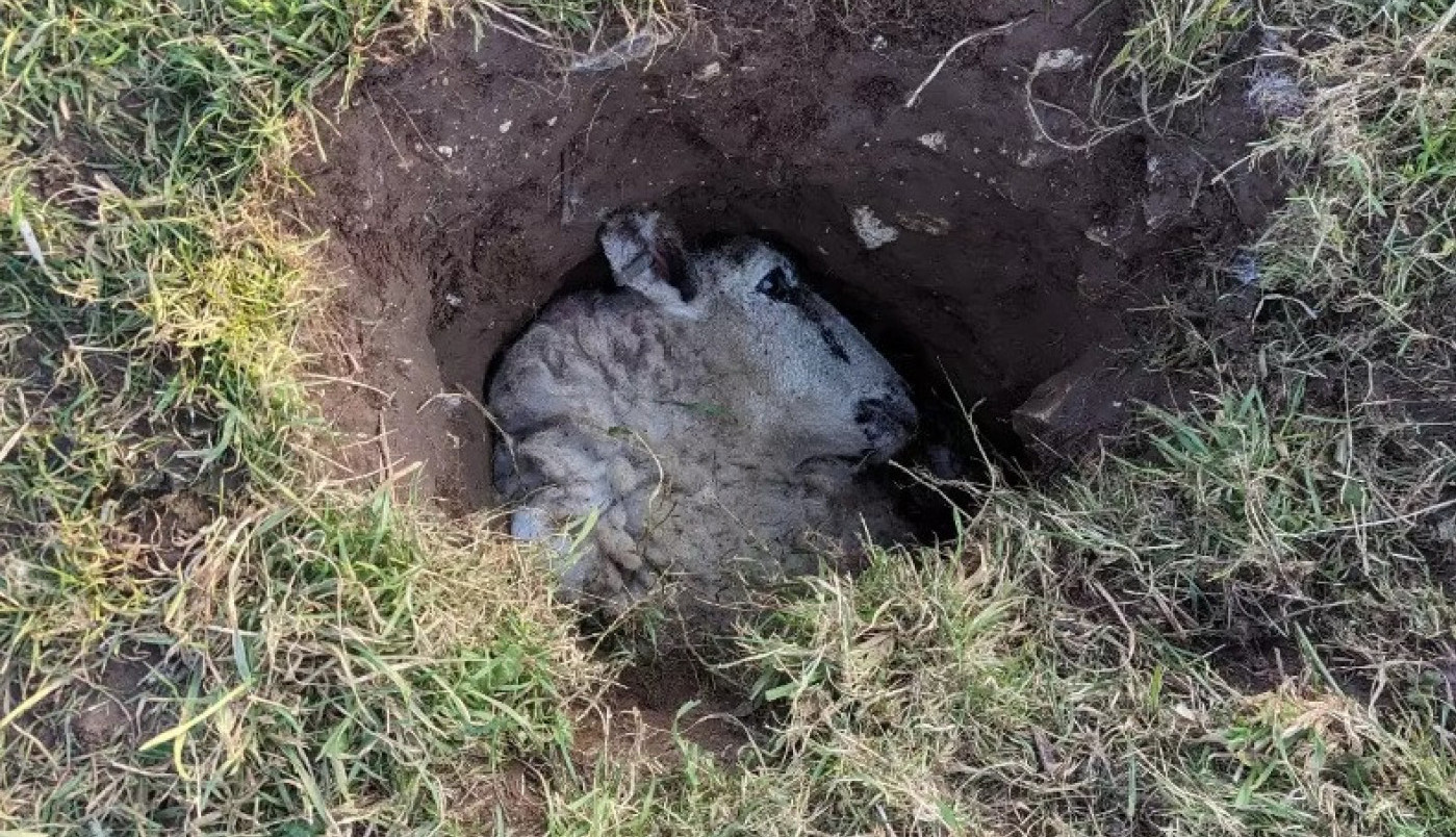 ŠETAO JE LIVADOM I NAIŠAO NA RUPU, preskočio ju je, a onda je usledio šok: Iz nje ga je nešto gledalo, vrisnuo je od zaprepašćenja! (FOTO)