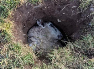 ŠETAO JE LIVADOM I NAIŠAO NA RUPU, preskočio ju je, a onda je usledio šok: Iz nje ga je nešto gledalo, vrisnuo je od zaprepašćenja! (FOTO)
