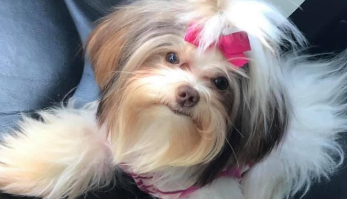 OSTAVIO JE PSA NA ŠIŠANJU, a kad se vratio po njega vrisnuo je od šoka! Nije mogao da dođe sebi, da li je to ista životinja? (FOTO)