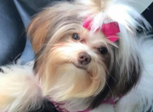 OSTAVIO JE PSA NA ŠIŠANJU, a kad se vratio po njega vrisnuo je od šoka! Nije mogao da dođe sebi, da li je to ista životinja? (FOTO)