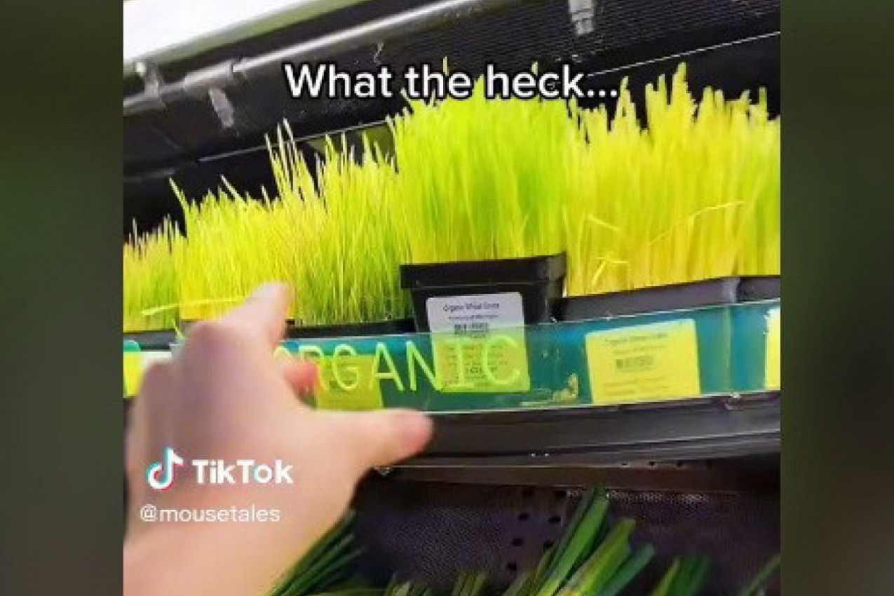 KUPILA JE PŠENIČNU TRAVU, A ZATIM POKAZALA ŠTA SE NALAZI U NJOJ! Ovaj snimak izaziva jezu, ljudi doživeli neviđeni šok: Pa to je živo! (VIDEO)