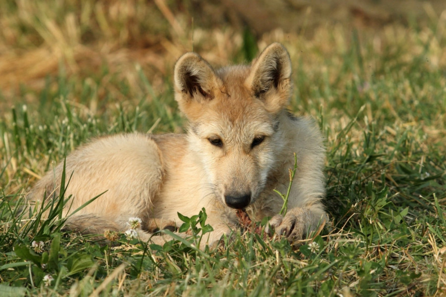 UDOMILI SU NAPUŠTENO ŠTENE: Životinja je rasla i izgledala sve čudnije pa su je uplašeni vlasnici odveli na procenu, odgovor koji su dobili potpuno ih je prenerazio! (FOTO)