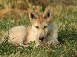 UDOMILI SU NAPUŠTENO ŠTENE: Životinja je rasla i izgledala sve čudnije pa su je uplašeni vlasnici odveli na procenu, odgovor koji su dobili potpuno ih je prenerazio! (FOTO)