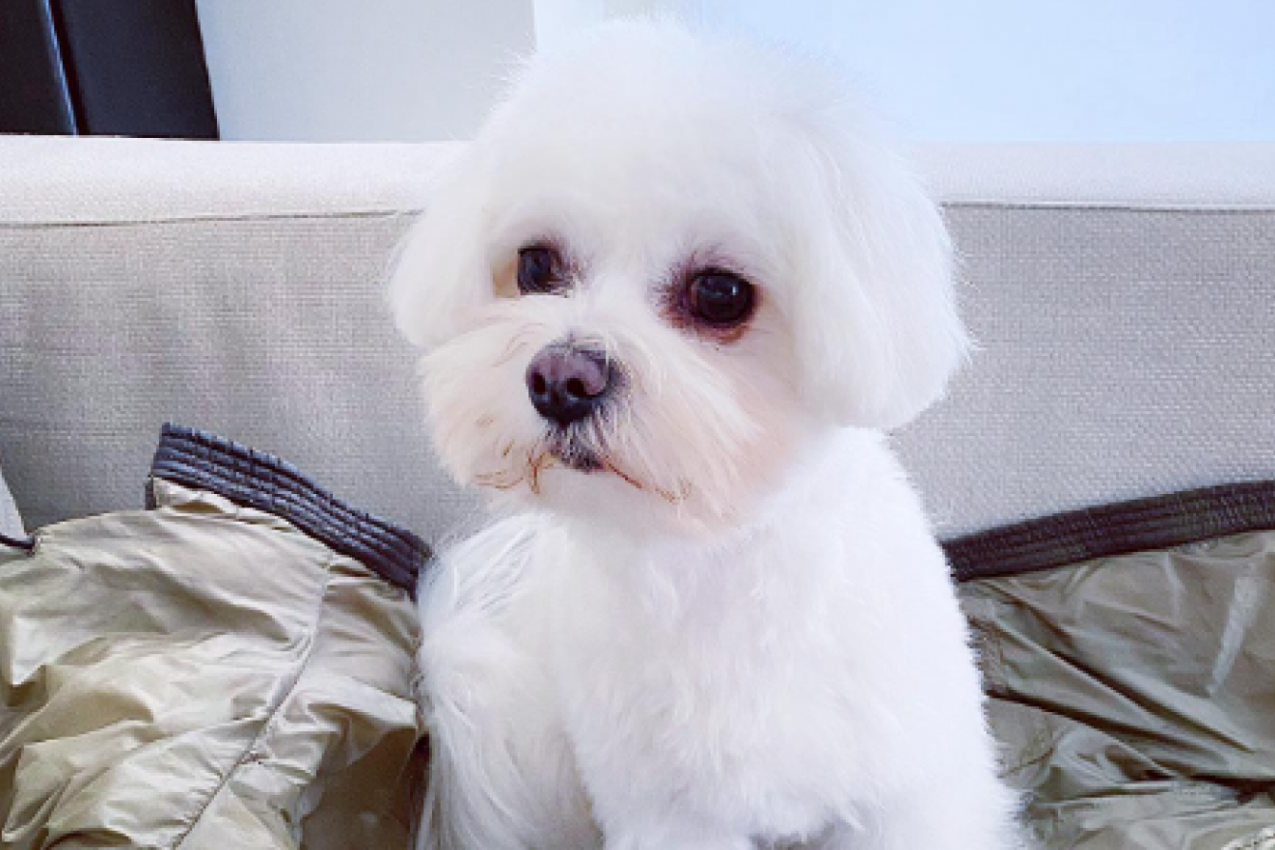 OVAJ MALTEZER IMA 21.000 PRATILACA: Njegov talenat je neosporan, a niko ne bi pogodio koji je! (VIDEO)