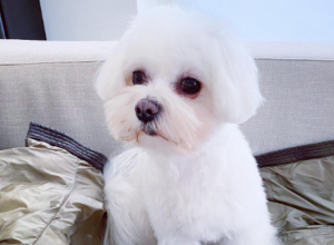 OVAJ MALTEZER IMA 21.000 PRATILACA: Njegov talenat je neosporan, a niko ne bi pogodio koji je! (VIDEO)