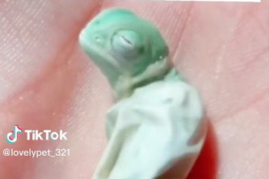 DONELA JE KUĆI MALO JAJE, A KADA JE VIDELA ŠTA SE IZ NJEGA IZLEGLO USLEDIO JE ŠOK: Za nekoliko meseci tek se dogodilo čudo! (VIDEO)