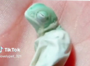 DONELA JE KUĆI MALO JAJE, A KADA JE VIDELA ŠTA SE IZ NJEGA IZLEGLO USLEDIO JE ŠOK: Za nekoliko meseci tek se dogodilo čudo! (VIDEO)