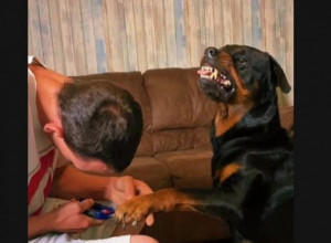 ODLUČIO JE DA ISEČE NOKTE SVOM PSU A ONDA SE DESILO NEŠTO NEOČEKIVANO! Rotvajler je stajao iznad vlasnika i pokušao da sazna da li diše!