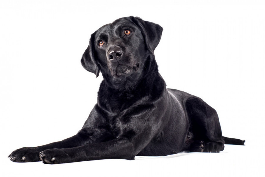 DAO SAM PSU ČIPS U OBLIKU SRCA : Ni sanjao nisam da je ta grickalica koštala više od 110.000 evra! (FOTO)