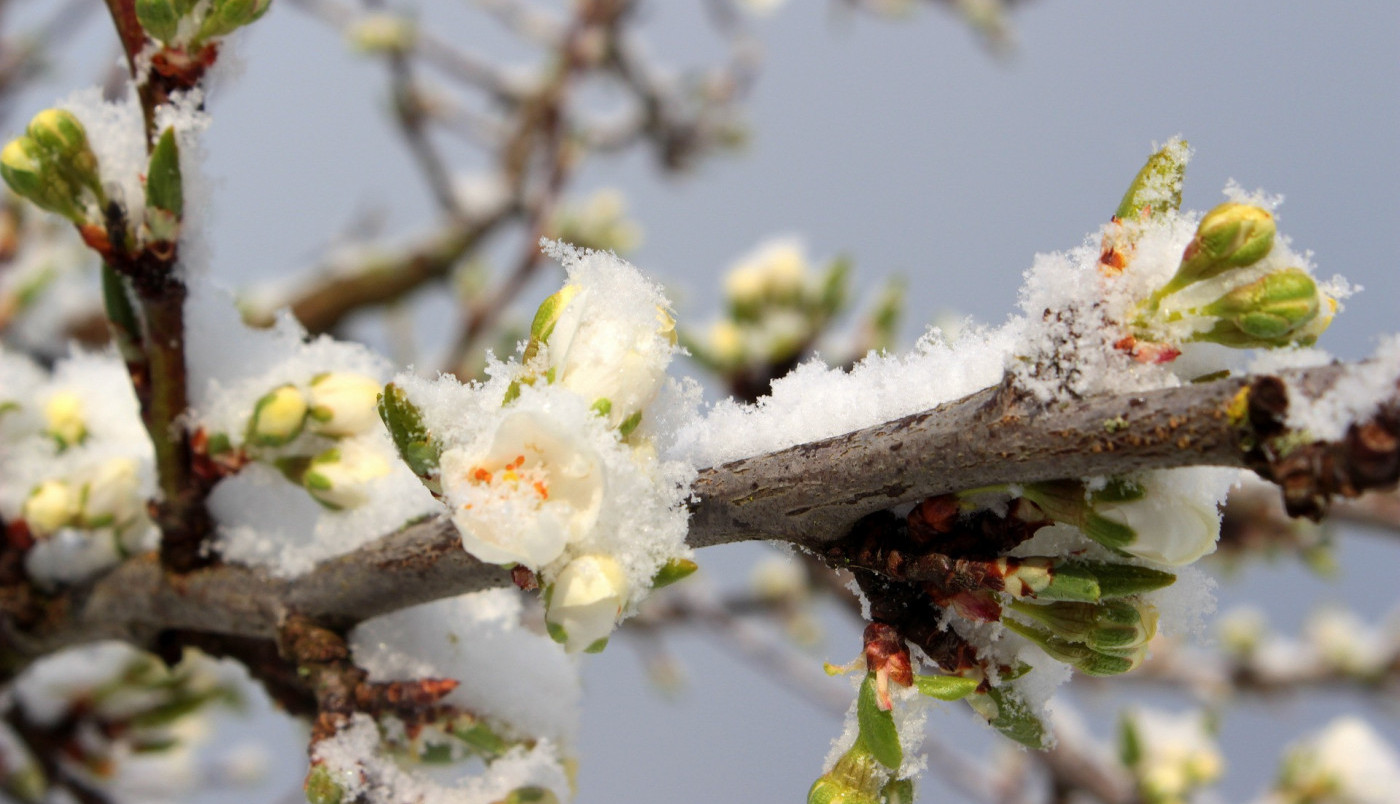 Koga je sve iznenadio sneg u aprilu?