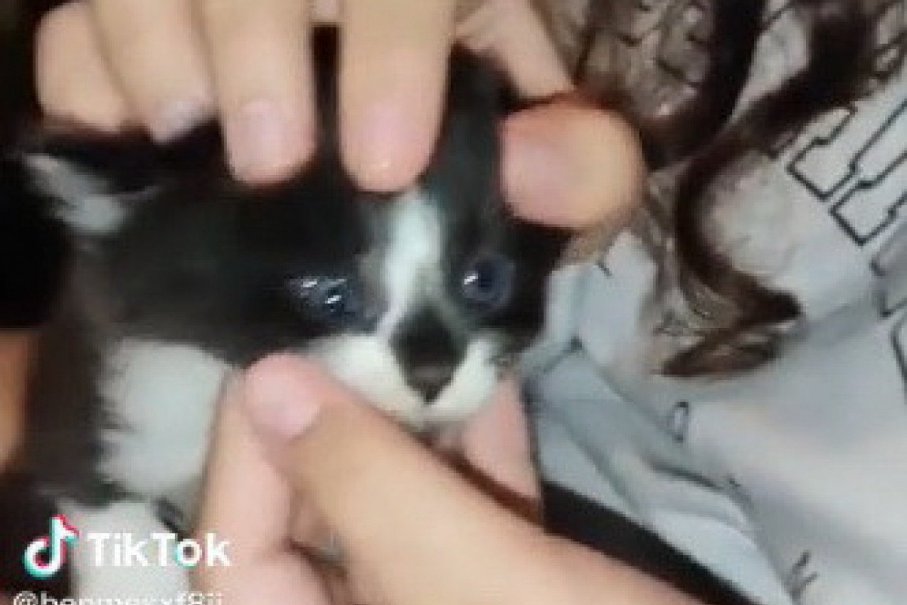 MAČKA JE NA SVET DONELA MAČIĆE i tek posle nekoliko nedelja smo kod jednog otkrili nešto zastrašujuće! Krilo se ispod kapka! (VIDEO)