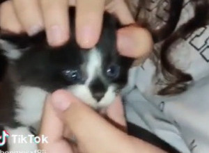 MAČKA JE NA SVET DONELA MAČIĆE i tek posle nekoliko nedelja smo kod jednog otkrili nešto zastrašujuće! Krilo se ispod kapka! (VIDEO)