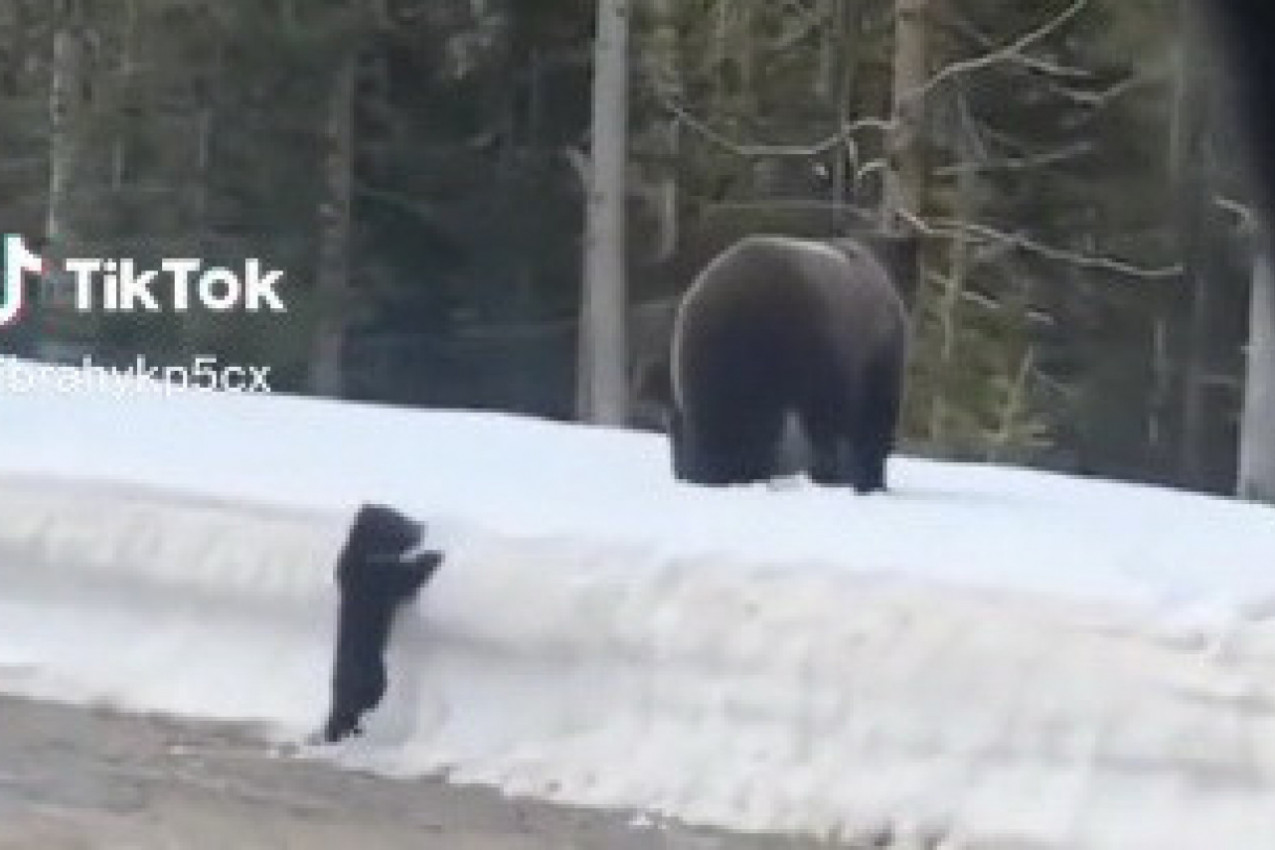ZASTAO JE DA SNIMI SCENU I POMOGNE MEČETU KOJE NIJE MOGLO DO MAJKE: Ni u snu nije sanjao šta će zatim da se dogodi! (VIDEO)