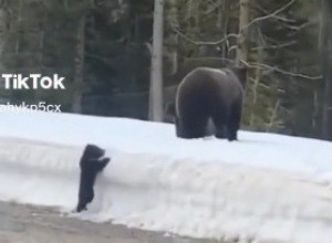 ZASTAO JE DA SNIMI SCENU I POMOGNE MEČETU KOJE NIJE MOGLO DO MAJKE: Ni u snu nije sanjao šta će zatim da se dogodi! (VIDEO)