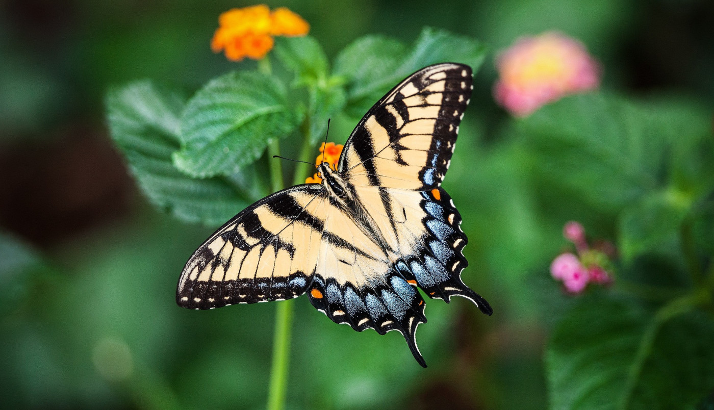 Vratilo se proleće...