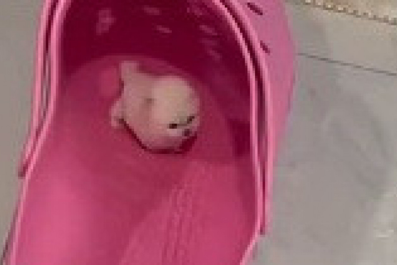 NEŠTO SE POMERALO U NJENOJ PAPUČI, KADA JE PRIŠLA NIJE MOGLA DA VERUJE ŠTA VIDI: O ovom snimku priča milion ludi, evo šta je razlog! (VIDEO)