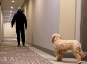 MLADIĆ SE SRUŠIO NASRED HOTELA: Reakcija njegovog psa je sve rasplakala, evo šta je uradio (VIDEO)