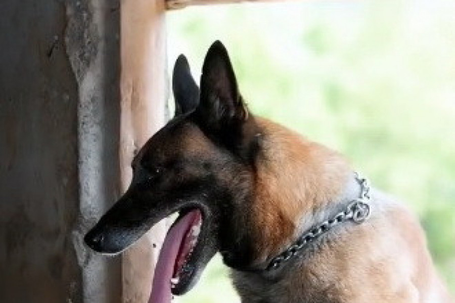 DA LI STE NEKAD VIDELI PSA KOJI "KUVA" RUČAK, "PERE" VEŠ I HRANI ŽIVOTINJE? Ovaj ljubimac sve to može i mnogo više od toga (VIDEO)