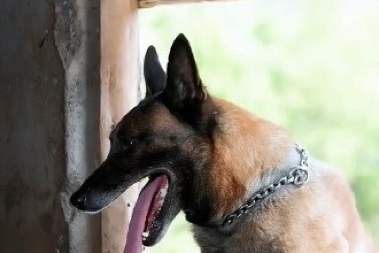 DA LI STE NEKAD VIDELI PSA KOJI "KUVA" RUČAK, "PERE" VEŠ I HRANI ŽIVOTINJE? Ovaj ljubimac sve to može i mnogo više od toga (VIDEO)