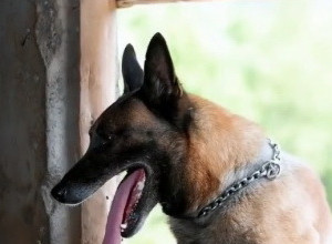 DA LI STE NEKAD VIDELI PSA KOJI "KUVA" RUČAK, "PERE" VEŠ I HRANI ŽIVOTINJE? Ovaj ljubimac sve to može i mnogo više od toga (VIDEO)