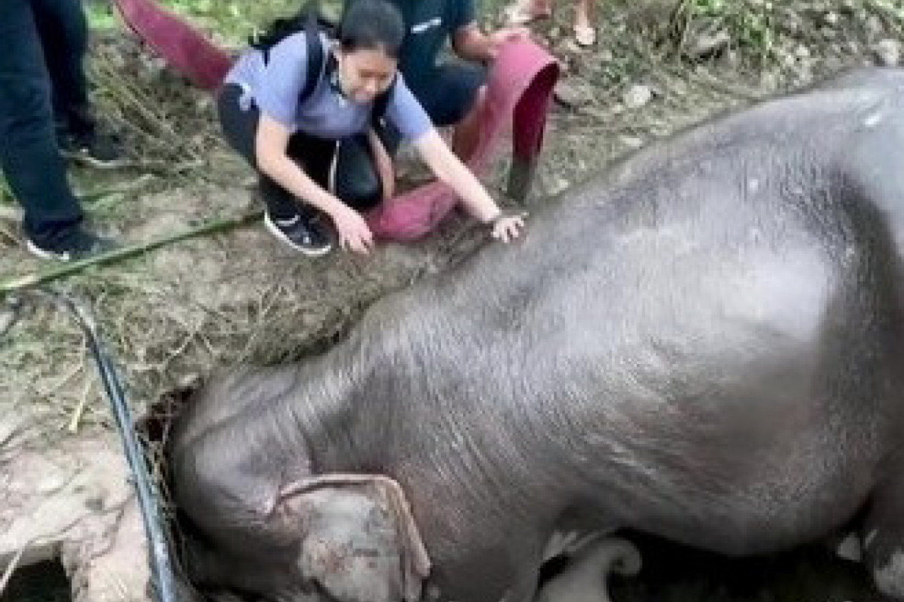 TRI DANA I DVE NOĆI JE OVAKO TELOM ŠTITILA SVOJU BEBU I HRANILA JE: Zbog majke slonice su plakali svi u rezervatu, srce joj je stalo, a zatim je usledio ŠOK! (VIDEO)