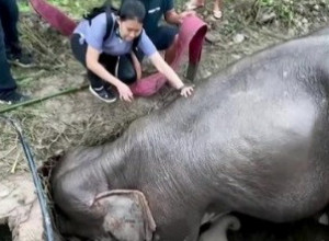 TRI DANA I DVE NOĆI JE OVAKO TELOM ŠTITILA SVOJU BEBU I HRANILA JE: Zbog majke slonice su plakali svi u rezervatu, srce joj je stalo, a zatim je usledio ŠOK! (VIDEO)