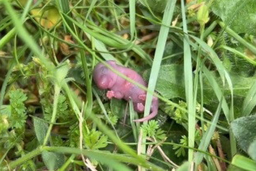 ŠETALI SU ŠUMOM A ONDA NAIŠLI NA ČUDNO STVORENJE: Ležalo je u travi potpuno bespomoćno, a manje je od prsta, kada su čuli o čemu se radi  bili su u neverici(VIDEO)