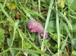 ŠETALI SU ŠUMOM A ONDA NAIŠLI NA ČUDNO STVORENJE: Ležalo je u travi potpuno bespomoćno, a manje je od prsta, kada su čuli o čemu se radi  bili su u neverici(VIDEO)