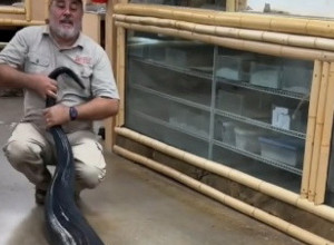 STAO JE PORED PITONA OD 6 METARA: Zaledićete se od straha kad vidite šta se posle desilo (VIDEO)