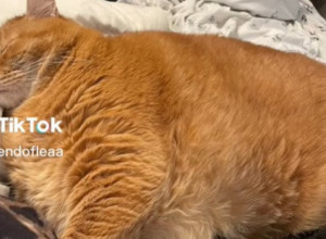 TRANSFORMISAO SE JEDAN OD NAJDEBLJIH MAČORA NA SVETU: Imao je kilograma kao prosečno dete predškolskog uzrasta! (VIDEO)