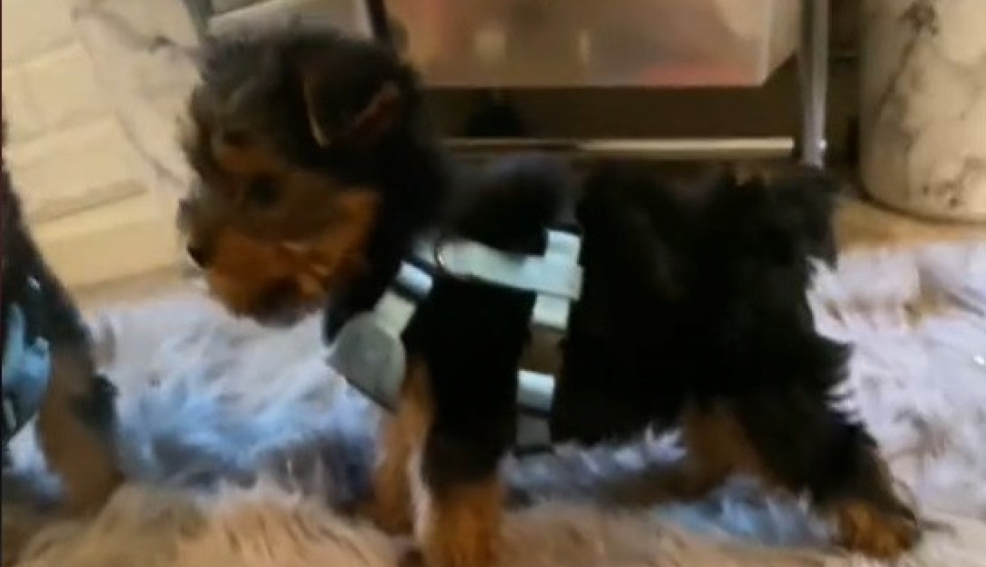 NIJE ŽALILA PARE ZA RASNOG JORKIJA, A ONDA JE USLEDIO ŠOK:  "Moj preslatki pas se pretvorio u kozu" (VIDEO)