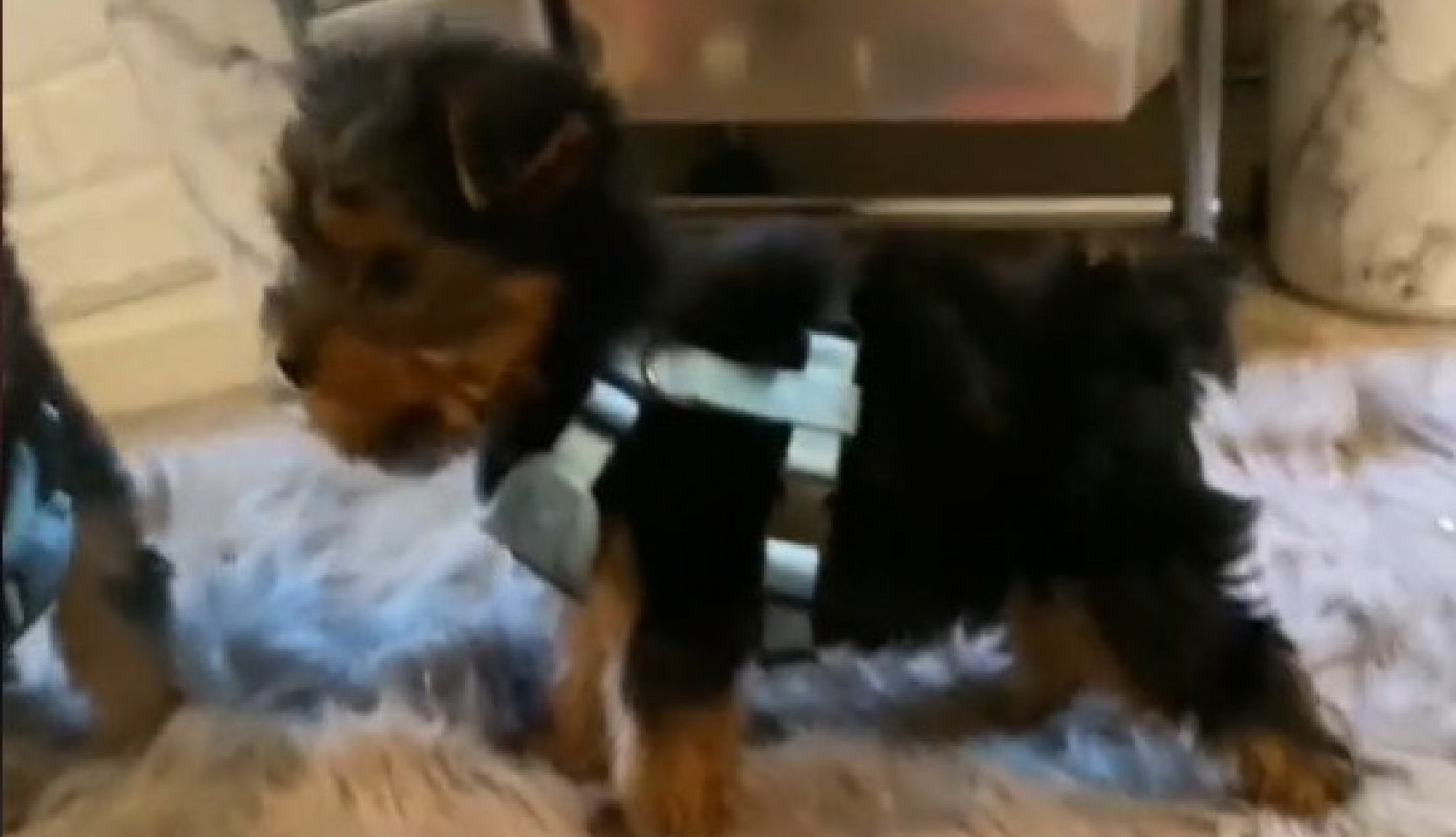 NIJE ŽALILA PARE ZA RASNOG JORKIJA, A ONDA JE USLEDIO ŠOK:  "Moj preslatki pas se pretvorio u kozu" (VIDEO)