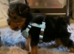 NIJE ŽALILA PARE ZA RASNOG JORKIJA, A ONDA JE USLEDIO ŠOK:  "Moj preslatki pas se pretvorio u kozu" (VIDEO)