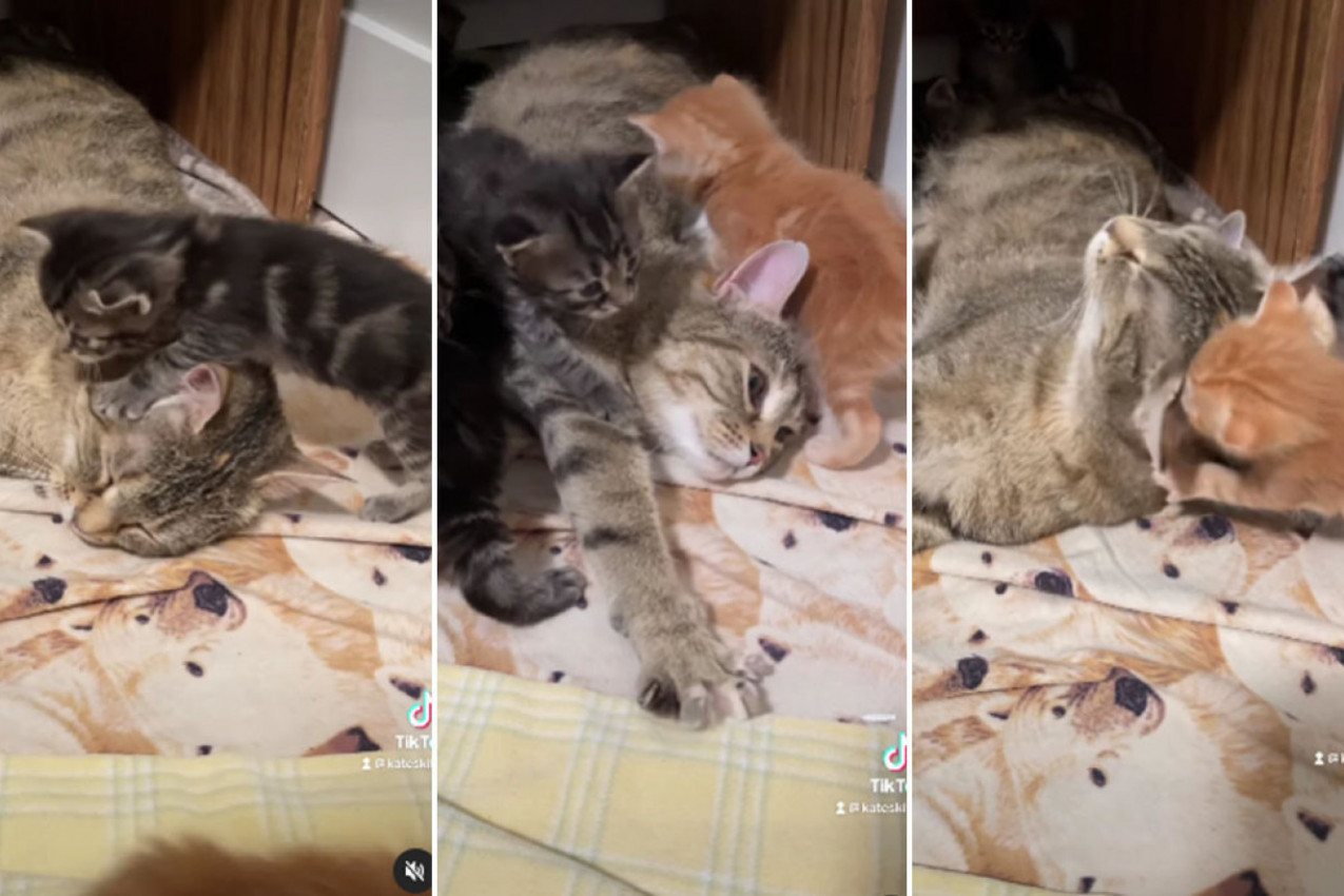 SPASIOCI SU ZBRINULI MAČE, A NISU MOGLI NI DA SANJAJU ŠTA ĆE USLEDITI! Mesecima su tragali za majkom mačkom, a onda pronašli ono što nikako nisu očekivali!