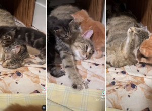 SPASIOCI SU ZBRINULI MAČE, A NISU MOGLI NI DA SANJAJU ŠTA ĆE USLEDITI! Mesecima su tragali za majkom mačkom, a onda pronašli ono što nikako nisu očekivali!