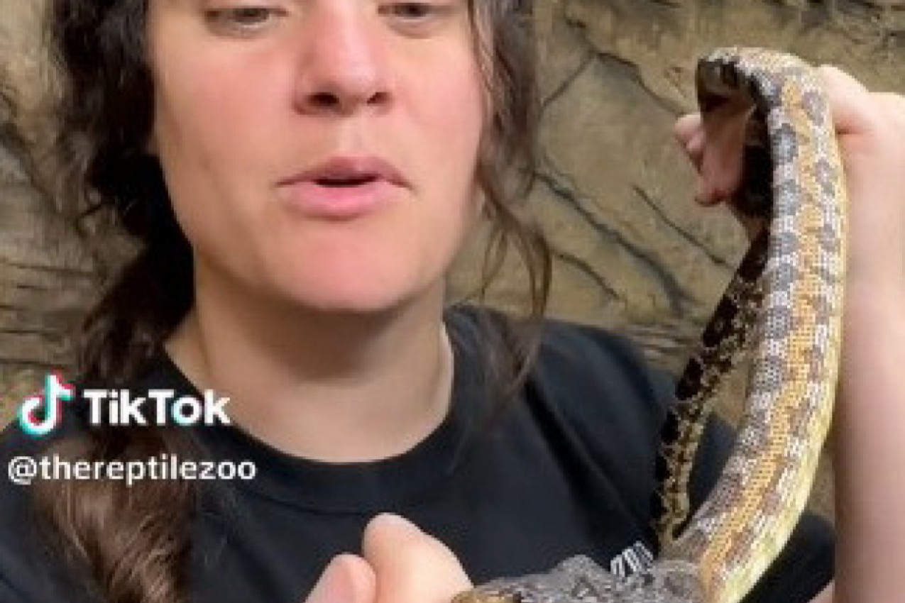 UHVATILA JE ZMIJU RUKAMA, A ONDA JE USLEDIO ŠOK: Pojavila se još jedna glava, svi panično gledaju u devojku, ona ih moli da je ne ujedu! (VIDEO)