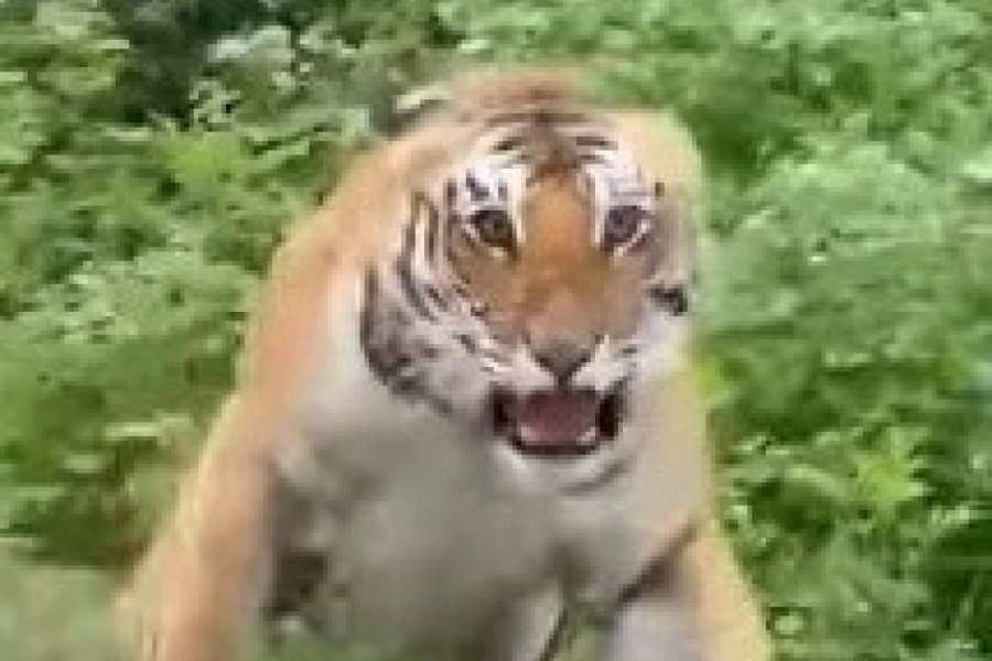 BILI SU NA SAFARIJU, A ONDA SE POJAVIO ON: Turisti su se skamenili, ali je usledilo ono najgore, čuo se samo vrisak! (VIDEO)