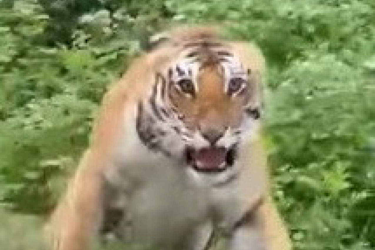 BILI SU NA SAFARIJU, A ONDA SE POJAVIO ON: Turisti su se skamenili, ali je usledilo ono najgore, čuo se samo vrisak! (VIDEO)