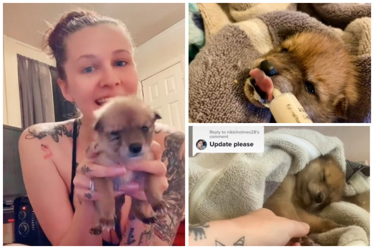 SPASLA SAM POVREĐENO ŠTENE U DVORIŠTU, bilo je iznemoglo i jedva je jelo: Zavolela sam ga na prvi pogled, ali sam se sledila kada su mi rekli: "TO NIJE PAS"! (VIDEO)