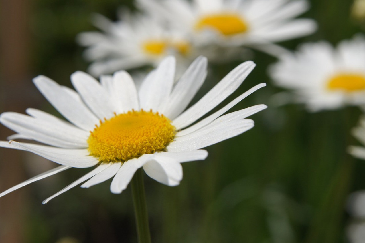 OVAJ CVET MORATE IMATI U BAŠTI ILI NA TERASI: Otrovan za komarce i druge insekte, bezbedan za čoveka, oprez ako imate ljubimce!