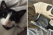 MOJ MAČAK JE KLEPTOMAN: Do sada je ukrao stvari u vrednosti oko 340 evra,  počele su da se javljaju žrtve njegovih krađa (FOTO/VIDEO)