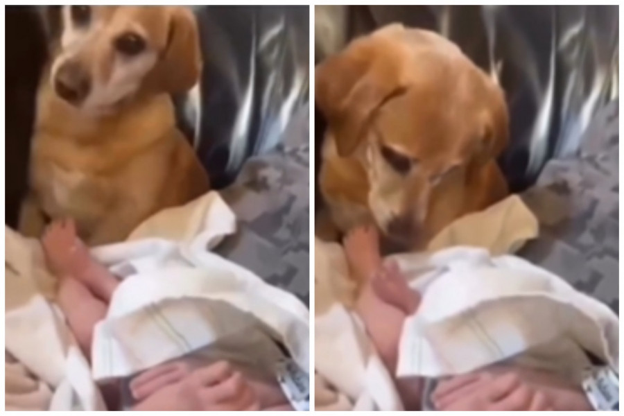 UNELI SU BEBU U KUĆU I BOJAŽLJIVO JE PRINELI PSU, A ONDA ZANEMELI ZBOG NJEGOVE REAKCIJE: Usledio je vrisak, strahovali su, ali ovo nisu mogli ni da sanjaju (FOTO/VIDEO)
