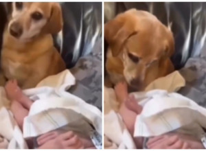 UNELI SU BEBU U KUĆU I BOJAŽLJIVO JE PRINELI PSU, A ONDA ZANEMELI ZBOG NJEGOVE REAKCIJE: Usledio je vrisak, strahovali su, ali ovo nisu mogli ni da sanjaju (FOTO/VIDEO)