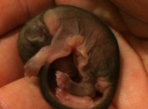 NA ULICI SAM NAŠAO STVORENJE OD SVEGA 3 CENTIMETRA: Govorili su mi da će uginuti i da ga ostavim ili da će izrasti u ko zna šta, ali evo u šta se pretvorilo! (FOTO/VIDEO)