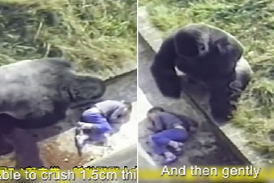 DRAMA U ZOO-VRTU, DEČAK UPAO U KAVEZ SA GORILAMA: Ljudi su bespomoćno vrištali, a onda se životinja ustremila ka detetu! (VIDEO)