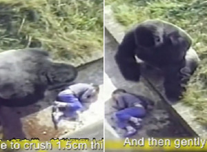 DRAMA U ZOO-VRTU, DEČAK UPAO U KAVEZ SA GORILAMA: Ljudi su bespomoćno vrištali, a onda se životinja ustremila ka detetu! (VIDEO)